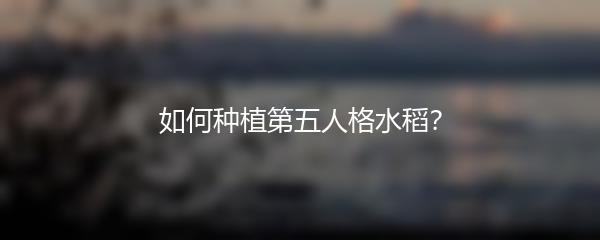 如何种植第五人格水稻？