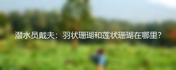 潜水员戴夫：羽状珊瑚和莲状珊瑚在哪里？