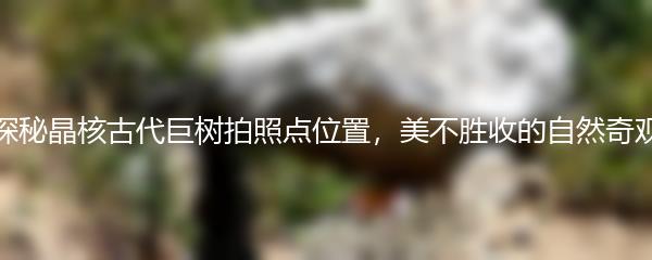 探秘晶核古代巨树拍照点位置，美不胜收的自然奇观