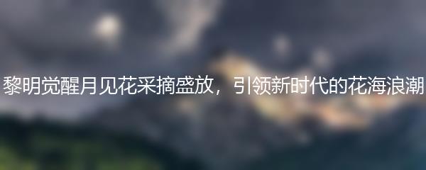 黎明觉醒月见花采摘盛放，引领新时代的花海浪潮