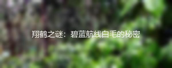 翔鹤之谜：碧蓝航线白毛的秘密