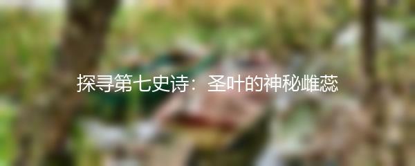 探寻第七史诗：圣叶的神秘雌蕊
