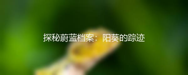 探秘蔚蓝档案：阳葵的踪迹