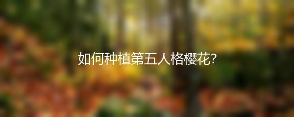 如何种植第五人格樱花？