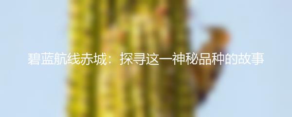 碧蓝航线赤城：探寻这一神秘品种的故事