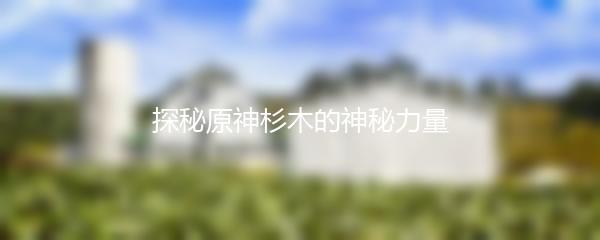 探秘原神杉木的神秘力量