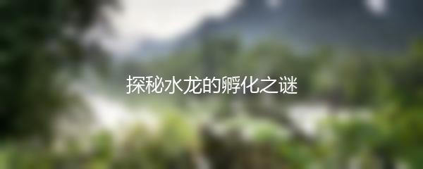 探秘水龙的孵化之谜