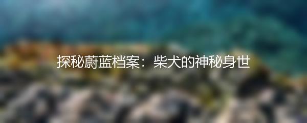 探秘蔚蓝档案：柴犬的神秘身世