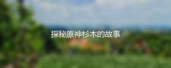 探秘原神杉木的故事