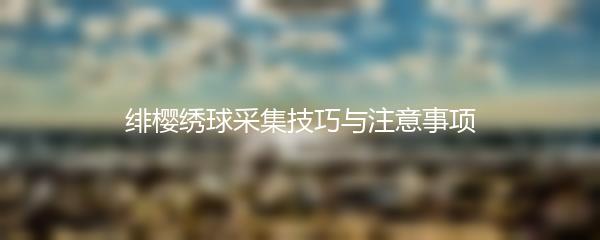 绯樱绣球采集技巧与注意事项