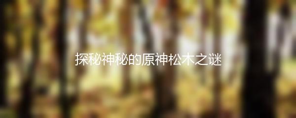 探秘神秘的原神松木之谜